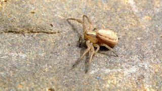 Xysticus cristatus  Krabbenspinne  Crab Spider [upl. by Ahsert]