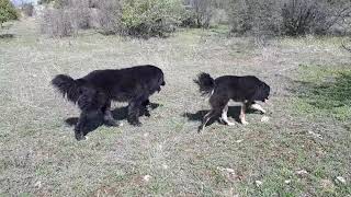 Macedonian shepherd dog  Karaman [upl. by Nivaj460]