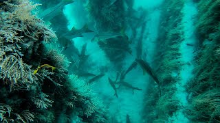 Diving A Bridge Filled With Giant Fish  Spearfishing Catch and Cook [upl. by Ibrahim]