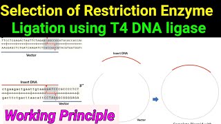 T4 DNA Ligase ll Ligation ll working principle ll Selection of Restriction enzymes [upl. by Goer]