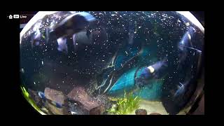 Tropheus Duboisi Feeding Time [upl. by Gabor371]