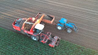 Beet harvest with Holmer [upl. by Abrahamsen]