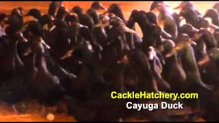 Cayuga Duck  Breeder Flock [upl. by Enelyad]