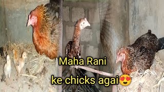 or sweety abhi tk andun per bethi hey🧐chicken pigeon birds aseelmurga [upl. by Notsa]