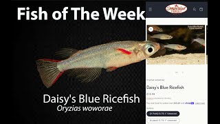 Daisys Blue Ricefish Oryzias woworae imperialtropicals fishaquarium fish [upl. by Treharne]