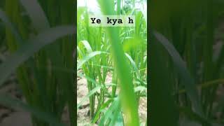 farminggrowing crops farmingwhatsapp status viral short viral songs [upl. by Aes]