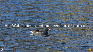 Het Waterhoen roept met een korte kuurruk [upl. by Kacerek]