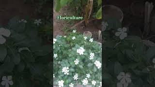 Floriculture branch of horticulture addressing floweramp ornamental plant cultivation flowers [upl. by Amitie108]