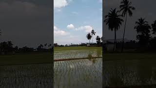 Sempa naathu in my village  sempa naathu [upl. by Lennor]