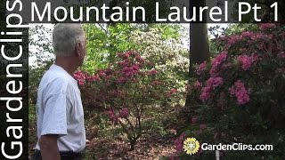 Mountain Laurel  Kalmia latifolia  with Dick Jaynes  Part 1 of 3 [upl. by Yahs]