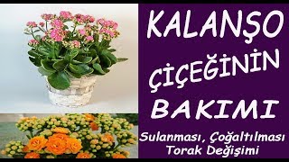 Kalanşo Kalanchoe çiçeğinin bakımı sulanması ve çiçek açtırması Care of Kalanchoe flower [upl. by Tammi640]