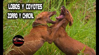 LOBOS Y COYOTES y ZORRO Y CHACAL Las Especies de canidos del mundo [upl. by Afatsuom739]