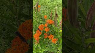 Milkweed In July nature wildlife [upl. by Etirugram]