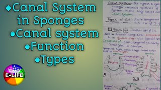 Canal system in Sponges Function  Types of Canal System  YashPartner [upl. by Ellevehs]