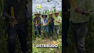 🚜🌽 ¡Una Gran Producción de Maíz en Casanare Colombia 🌾🇨🇴quot [upl. by Rebba]