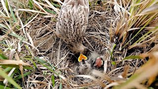 Baby skylark bird is hungry AnimalsandBirds107 [upl. by Gussie368]