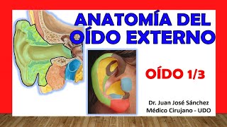 🥇 OÍDO 13 Anatomía del OÍDO EXTERNO Fácil Rápida y Sencilla [upl. by Etnaid576]