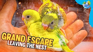 The Great Budgie Escape  Part 5 [upl. by Ruthie649]