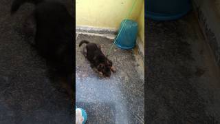 Gsd barking dog gsdbarking cute trending viralvideo [upl. by Pinette]