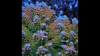 Acropora Coloring Tips by Pirates Reef Corals [upl. by Iarahs]