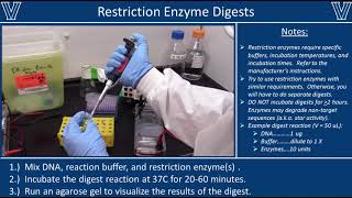 Restriction Enzyme Digests [upl. by Luna]