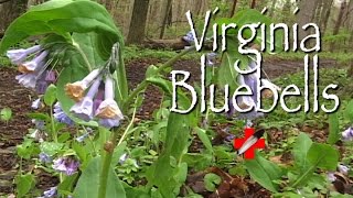 Virginia Bluebells Medicinal [upl. by Epifano]