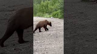 Katmai National Park alaskahighlights [upl. by Danila]