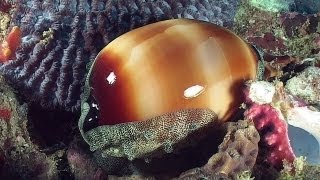 Molluscs  Reef Life of the Andaman  Part 14 [upl. by Drofnas]