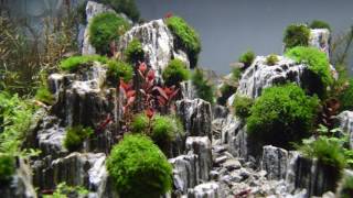 Aquascape Planted Aquarium with Glimmer Wood Rock DAY 3 [upl. by Merrick]