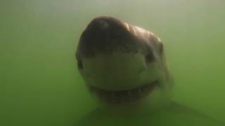 White shark closeup with a GoPro Monterey Bay [upl. by Fidelia]