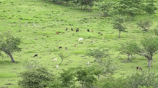 Productores La Clave para Alimentar al Ganado en Verano es Sembrar Pastos Mejorados 🌾🐄 [upl. by Olemrac]