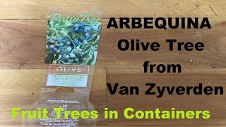 Planting an ARBEQUINA Olive Tree in a Container  Van Zyverden  from Campbell’s Freedom Farm [upl. by Thurber77]