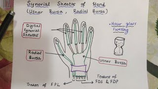 Synovial Sheaths of Hand  Upper Limb  Dr Ali  Doctor Z [upl. by Shem]