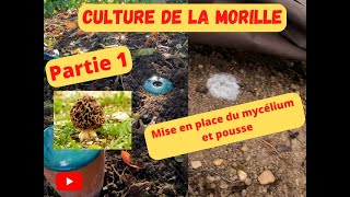 Culture de la Maurilles 2023 [upl. by Niret]