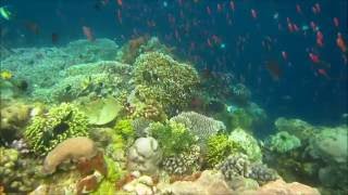 Snorkeling à Bunaken island p1 Lekuan  Sulawesi  mars 2016 [upl. by Llehsam]