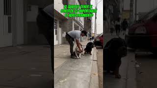 LA REACTIVIDAD DE LOS PERROS ES OCASIONADO EN SU MAYORÍA POR LOS MALOS DUEÑOS [upl. by Aramal875]