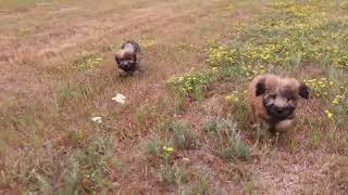 SoftCoated Wheaten Puppies running in the flowers [upl. by Zertnom]