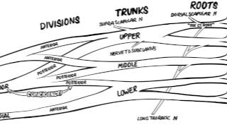 The Brachial Plexus Animated Review HD [upl. by Aelahc366]