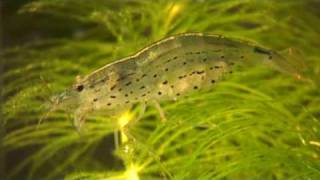 Amano shrimp and babies Caridina japonica amp larvae [upl. by Yoccm]