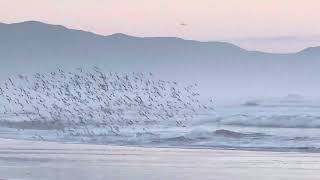 Sanderlings Ocean Beach San Francisco birds oceanbeach sanfrancisco beach nature shorebirds [upl. by Grey]