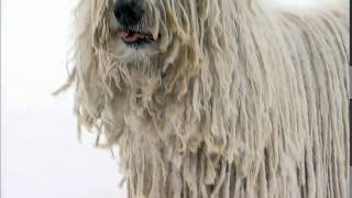 Dog Breeds  Komondor Dogs 101 Animal Planet [upl. by Ennaegroeg]