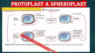 CELL WALL LESS BACTERIA AND CELL WALL DEFICIENT BACTERIA IN BENGALI L FORM SPHEROPLAST PROTOPLAST [upl. by Anelrad]