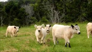 One Year Old Heifers  Miniature Cattle White Galloway [upl. by Niarb]