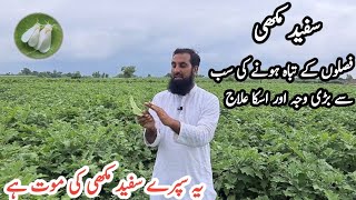 White fly سُفید پَر مَکھّیattack on crops How to get rid rid of whiteflies  Best spray IR FARM [upl. by Nahtanohj33]