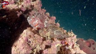 North Sulawesi  Siladen day 3  Night dive [upl. by Anitsirt]