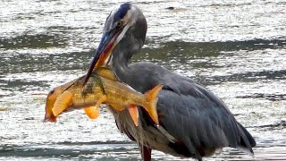 Great blue heron catching  eating fish  Call sound [upl. by Thordia396]