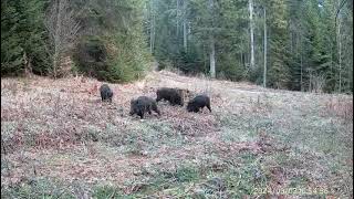 TRAIL CAMERA LOVACKA KAMERA SUNTEC HC 940 PRO LI DIVLJE SVINJE WILDBOAR WILDSCHWEINE [upl. by Dunston]