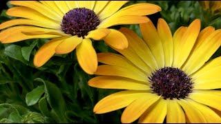 Flower time lapse  Growing African daisy Osteospermum [upl. by Anertak]