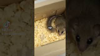 Learn about Dormouse [upl. by Harmony]