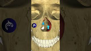 See what happens when you have a Deviated Septum breathing nose sleepapnea [upl. by Forland]